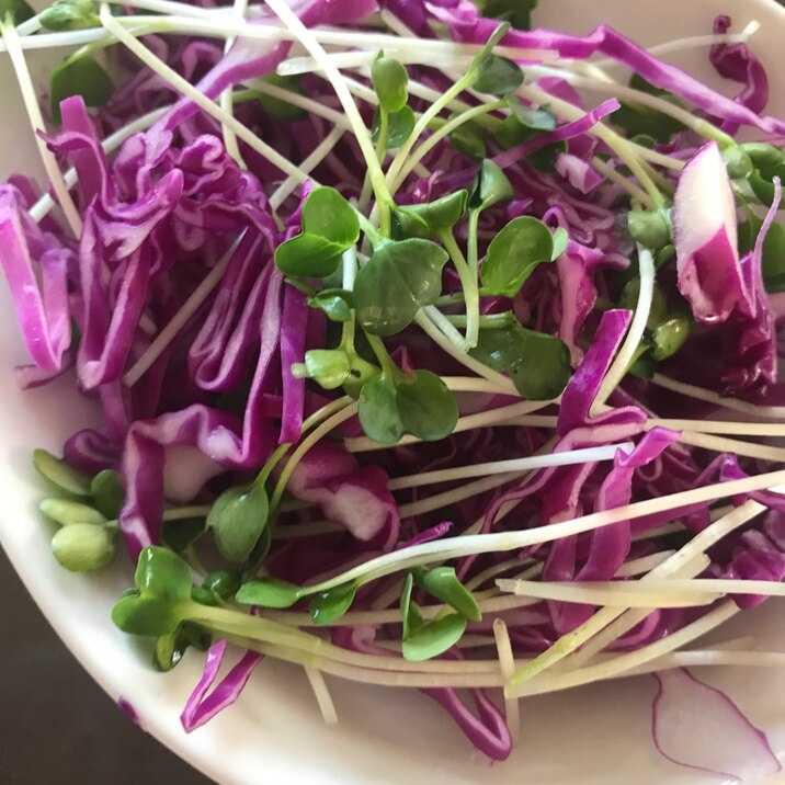 紫キャベツとかいわれ大根のサラダ